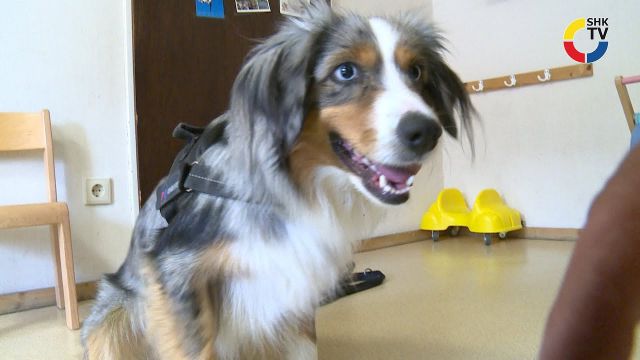 Embedded thumbnail for Auf vier Pfoten gegen Schimmel und Leckagen